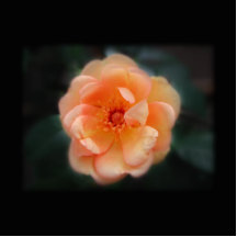 Peach - Yellow rose, on black. Photo Cut Outs