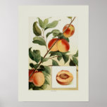 Peaches Print