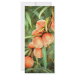 Peaches rack cards