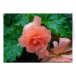Peachy Begonia Greeting Cards