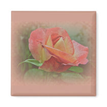 Peachy Rose Blossom