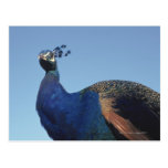 Peacock 2 post cards