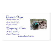 peacock-86.jpg business card templates