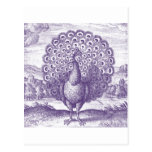 Peacock, a vintage engraving postcards