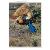 Peacock and Chickens Greeting Cards