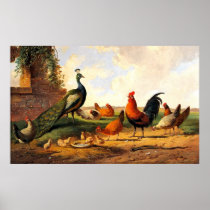 Peacock and chickens posters