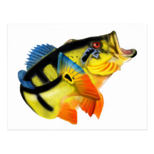 Peacock Bass 3 Postcard