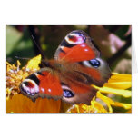 Peacock beauty greeting card cards