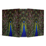 peacock binder notebook