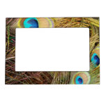 Peacock Bird Feathers Magnetic Frame