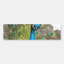 Peacock bird with beautiful feathers bumper stickers