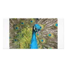Peacock bird with beautiful feathers photo card template