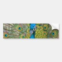 Peacock Blue Head with and Colourful Tail Feathers Bumper Stickers