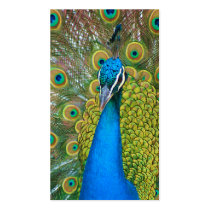 Peacock Blue Head with and Colourful Tail Feathers