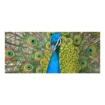 Peacock Blue Head with and Colourful Tail Feathers Custom Invitations