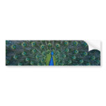 Peacock, bumper sticker
