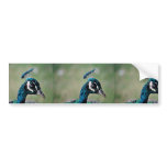 Peacock Bumper Stickers