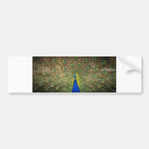 Peacock Bumper Sticker