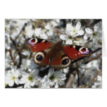 Peacock Butterfly Greeting Card cards