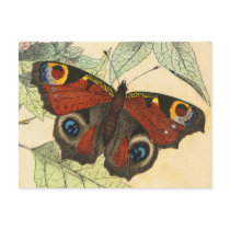 Peacock Butterfly Post Card