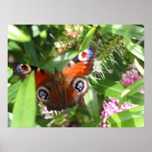 Peacock Butterfly Poster