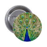 Peacock button