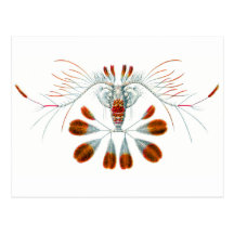 Peacock Calanid Postcards