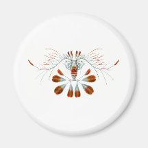 Peacock Calanid Refrigerator Magnets