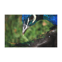 Peacock Canvas Print