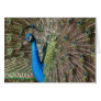 Peacock Card