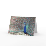 Peacock Card