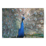 Peacock Card