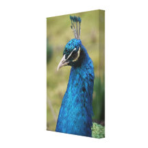 Peacock Close Up Canvas Canvas Print