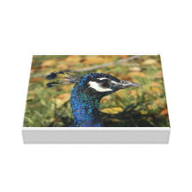 Peacock Close Up Canvas Gallery Wrap Canvas