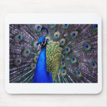 Peacock Close Up Mouse Pad