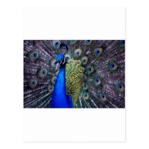 Peacock Close Up Post Card