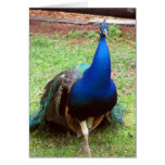 Peacock Closeup cards