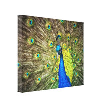 Peacock Colour Beauty Gallery Wrap Canvas