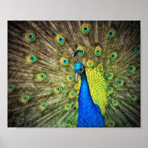 Peacock Colour Beauty Print