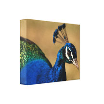 Peacock common photography gallery wrap canvas