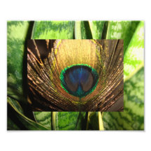 Peacock Eye Photograph