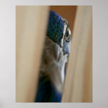 Peacock eye through wooden gate slats posters
