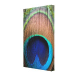 Peacock Feather Close-Up Detail Photo Canvas canvas prints