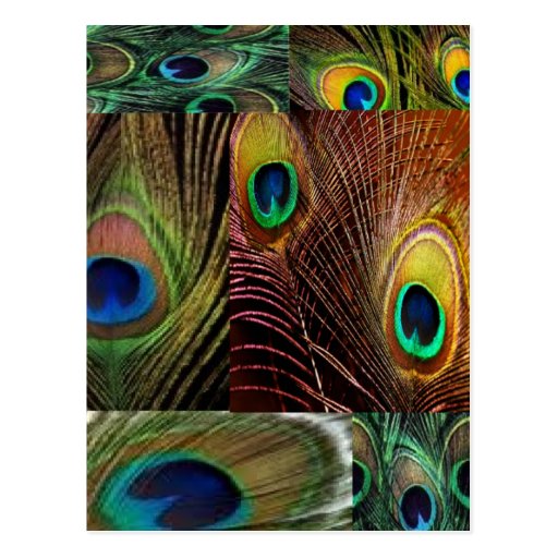 peacock feather collage post cards