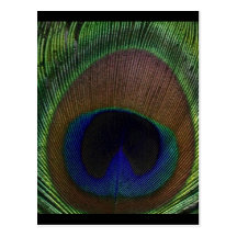 Peacock Feather Postcard