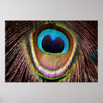 Peacock Feather