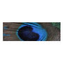 Peacock Feather Profile Card Business Cards