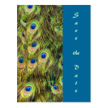 Peacock Feather Save the Date Card Post Cards
