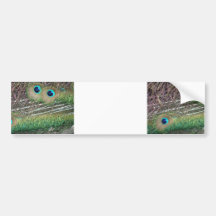 Peacock feathers close up peafowl design bumper stickers