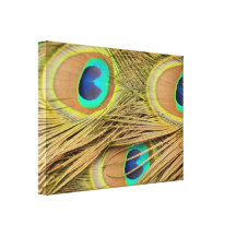 Peacock Feathers Gallery Wrap Canvas